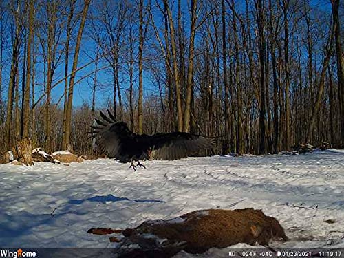 WingHome 630 wildlife camera, trail camera, deer hunting surveillance camera, accessory with Leica M6, 0.4s trigger time, farmer exploration-activated night vision, waterproof IP66.
