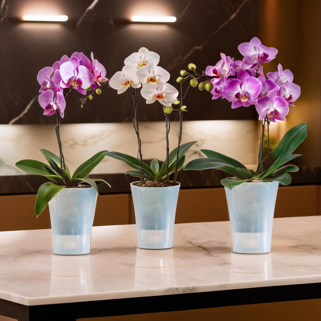 Santino 6-pack Orchid Pot Transparent with self-watering wick system - D 15 cm - Transparent - 2 L