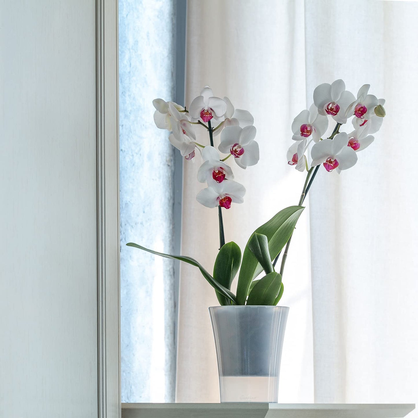 Santino 6-pack Orchid Pot Transparent with self-watering wick system - D 15 cm - Transparent - 2 L