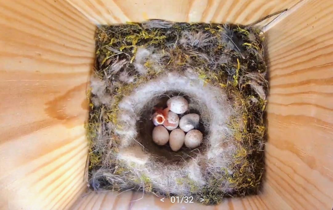 High-quality nesting box with camera | Live stream | PEFC® certified solid wood | Breeding box | Camera birdhouse with 3m power cable | Gift idea for the garden.