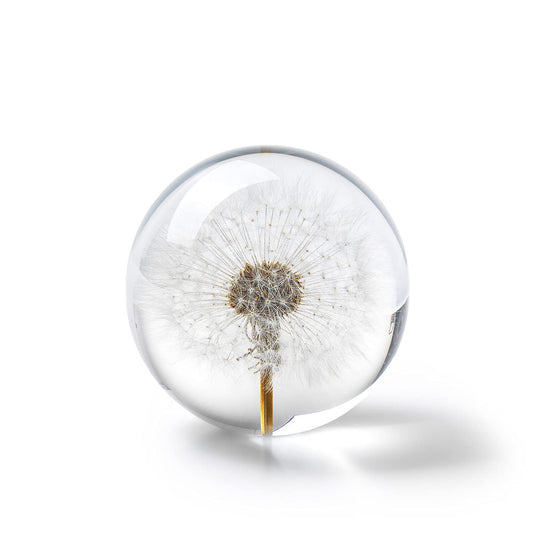 In Flore Dandelion resin glass paperweight, with real dandelion, 8 cm, white.