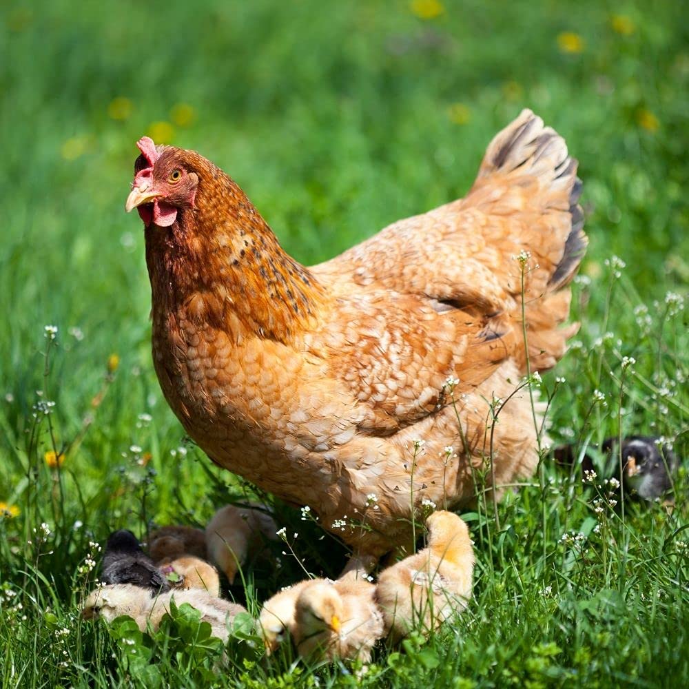 25 kg of premium chicken feed grains Plus poultry feed for chickens, geese, ducks - GMO free Chick feed