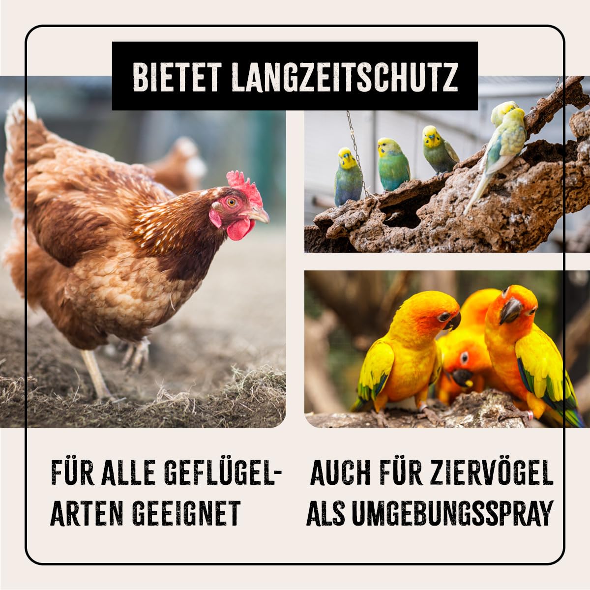 AniForte mite spray for chickens & poultry 1 liter - against mites & parasites, mite control, mite treatment as environmental spray & contact spray, for prevention & in case of acute infestation