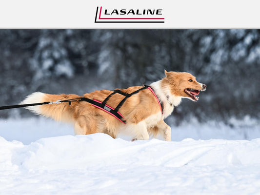 LASALINE Dog Pulling Harness X Back for Canicross Dog Sports Dogscooter Bikejoring Sledding in Black Neon Pink