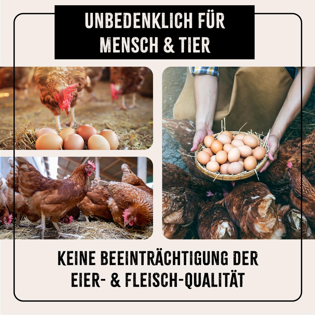 AniForte Diatomaceous Earth for Chickens 4.2kg with Dusting Bottle - Pure Diatomaceous Earth Chicken Powder, Silica Powder, Natural product for Chicken Coops, Laboratory Tested for Poultry Farms