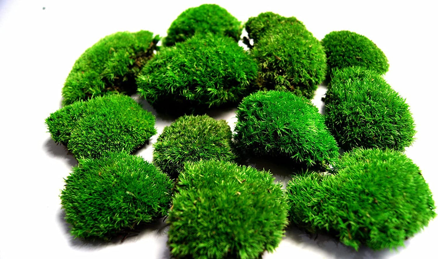 Hello Moss Preserved Moss by weight - Moss Decor For You - Preserved Ball Moss For Your Home - Create Moss Art - Suitable for Moss Terrariums and Forests in Glass.