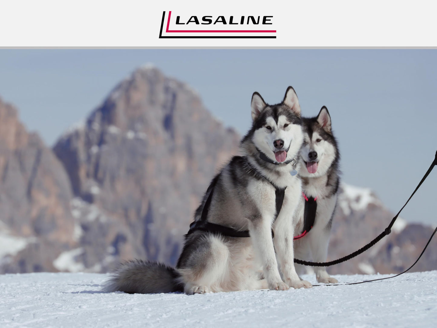 LASALINE Dog Pulling Harness X Back for Canicross Dog Sports Dogscooter Bikejoring Sledding in Black Neon Pink