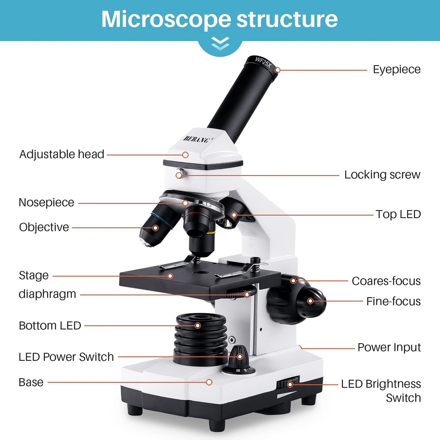 BEBANG 100X-2000X Microscope for Kids Adults, Professional Biological Microscopes for Students School Lab Home
