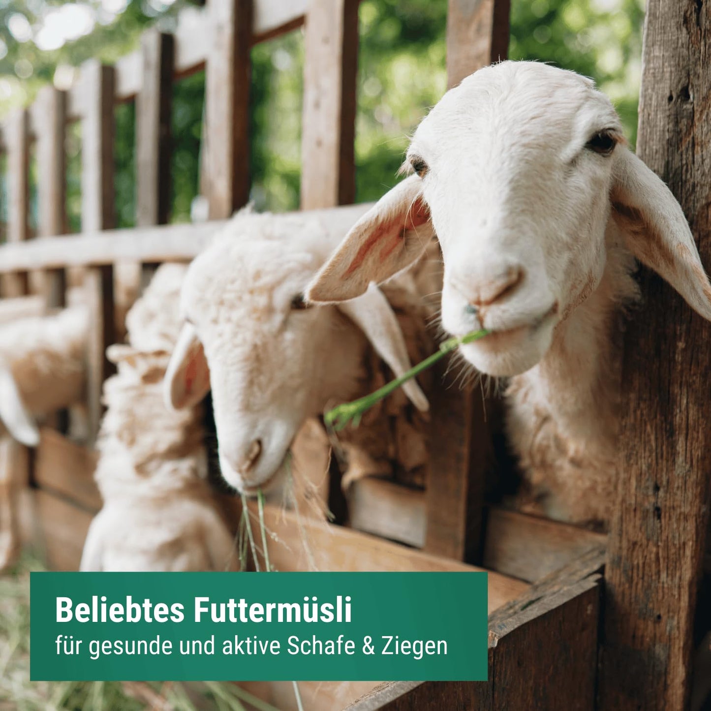 Agricultural zone sheep feed goat feed muesli 20 kg - Species-appropriate concentrated feed for sheep, goats & lambs - 100% GMO-free and dust-free - Made in Austria