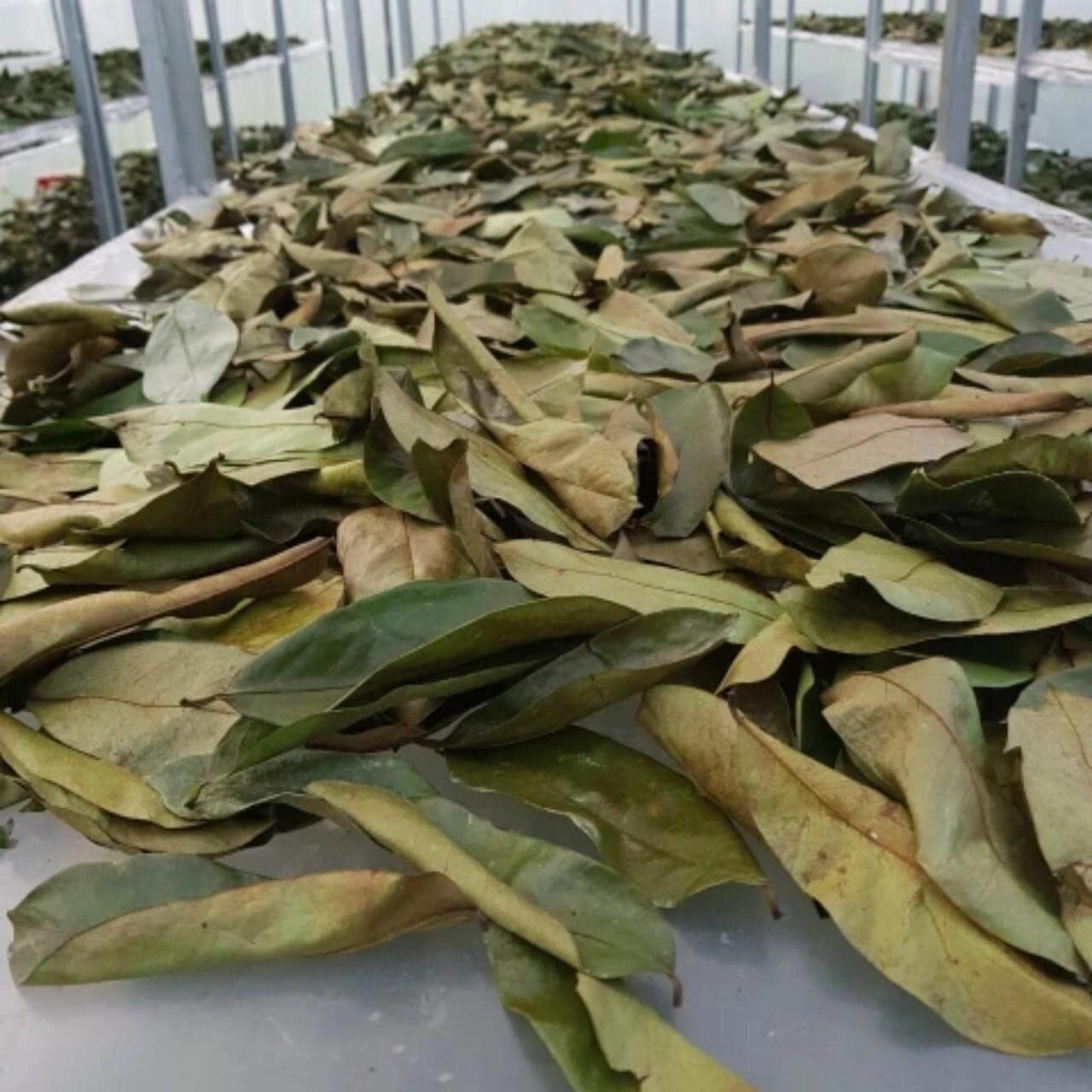 3 x 100g SOURSOP / NEW HARVEST. Wild harvested. All natural & untreated. Soursop. Guanabana. Corossol. Graviola.