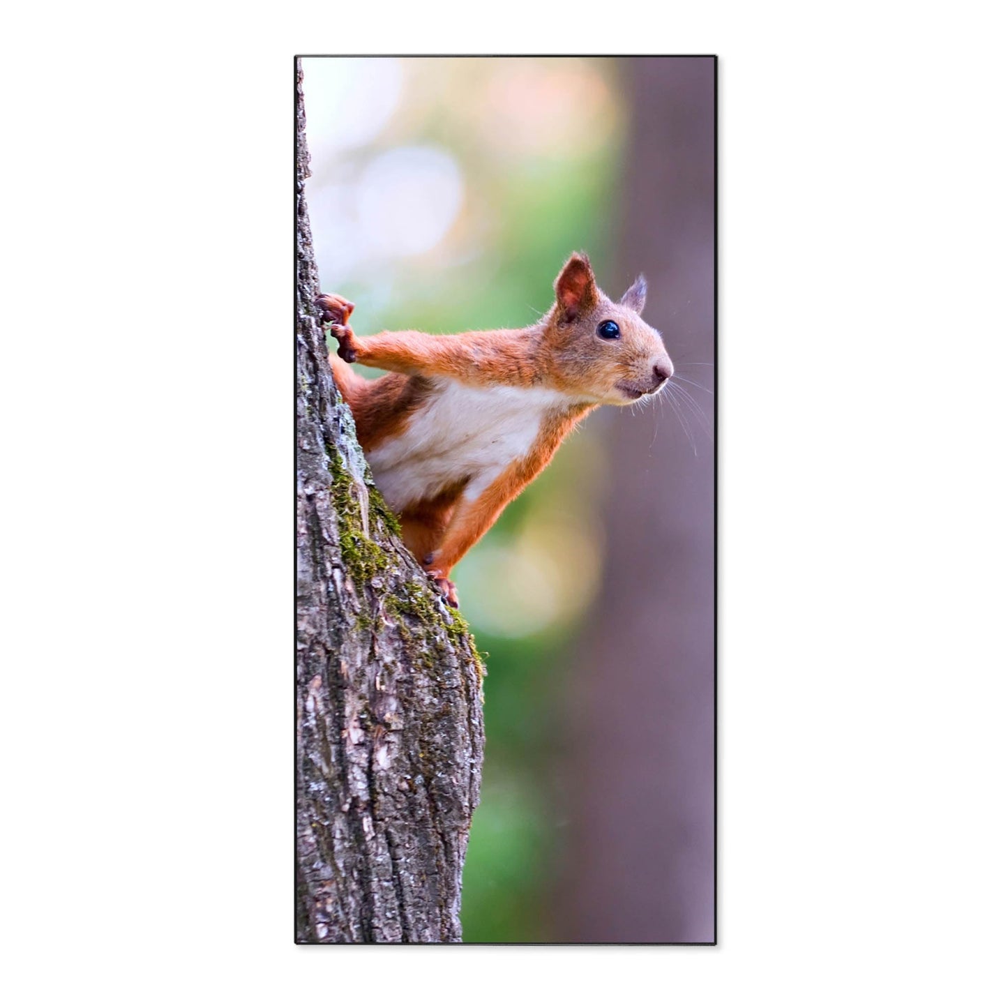 banjado® Magnetic Board 37 x 78cm / Metal Magnet Board/Memo Board/Pin Board Magnetic Board for Kitchen, Office, Kids Room including 4 Magnets & Mounting Kit - Squirrel Design