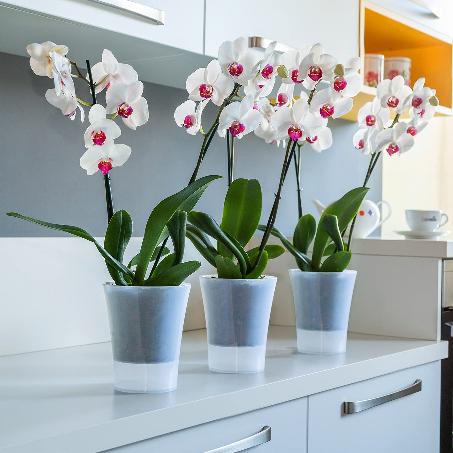 Santino 6-pack Orchid Pot Transparent with self-watering wick system - D 15 cm - Transparent - 2 L
