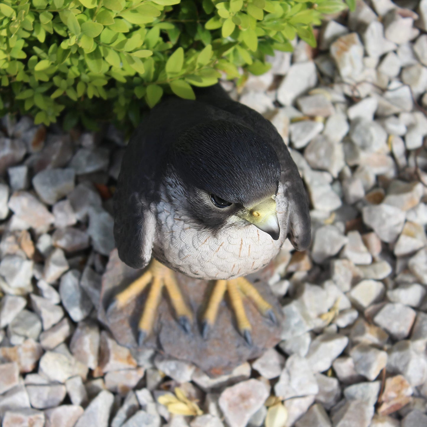 Vivid Arts XRL-PFAL-B Peregrine Falcon, resin garden decoration