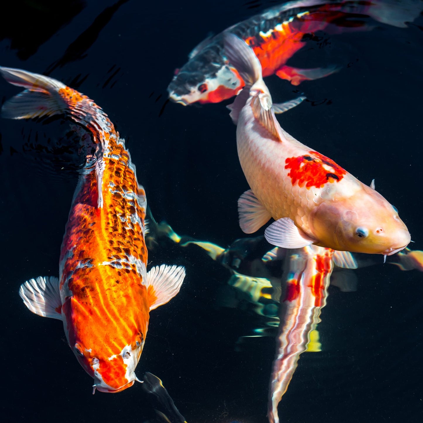 (Base price 2.30 Euro/kg) - 15 kg of Premium Koi Food Primo Float 6.0 mm - Koi - floating - Koipellts