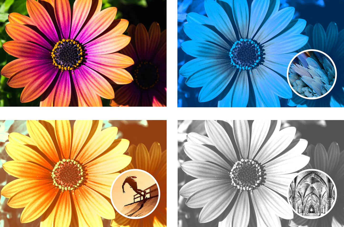 Adobe Photoshop Elements 2024 | Standard | 1 Device | PC/Mac | Perpetual | Box including Activation Code
