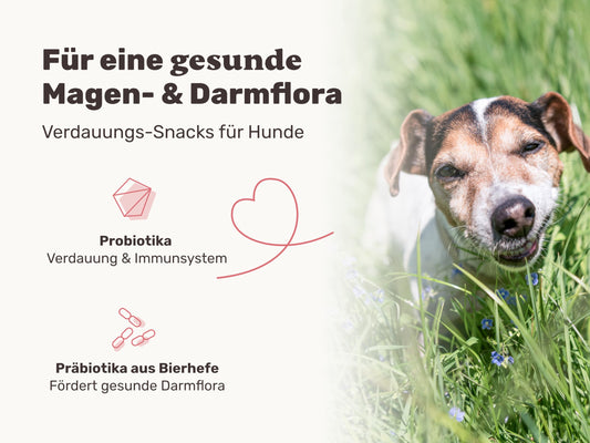 9-in-1 Probiotics for Your Dog - Lucky Belly 440 Drops (1.3kg) by mammaly - For stomach and digestive issues for gastrointestinal health, digestive snacks for grass eating and stool-eating treats with chicken.