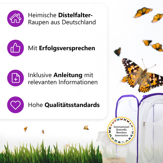 Butterfly breeding kit for kids | Approx. 14 caterpillars + large habitat (40x40x60 cm) | FREE E-Book + educational materials | Breed caterpillars at home from age 3 | Raise native Painted Lady butterflies