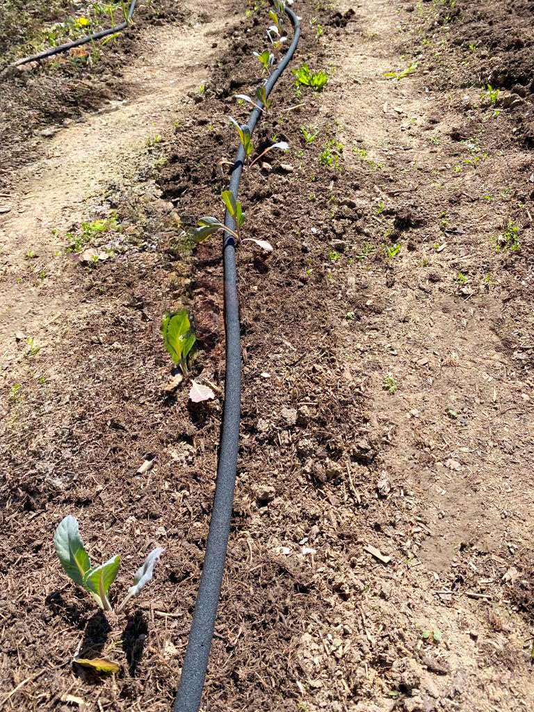 50m drip hose starter kit with the Z2.00 beginner accessory set for sustainable garden watering/raised bed irrigation/flower watering.