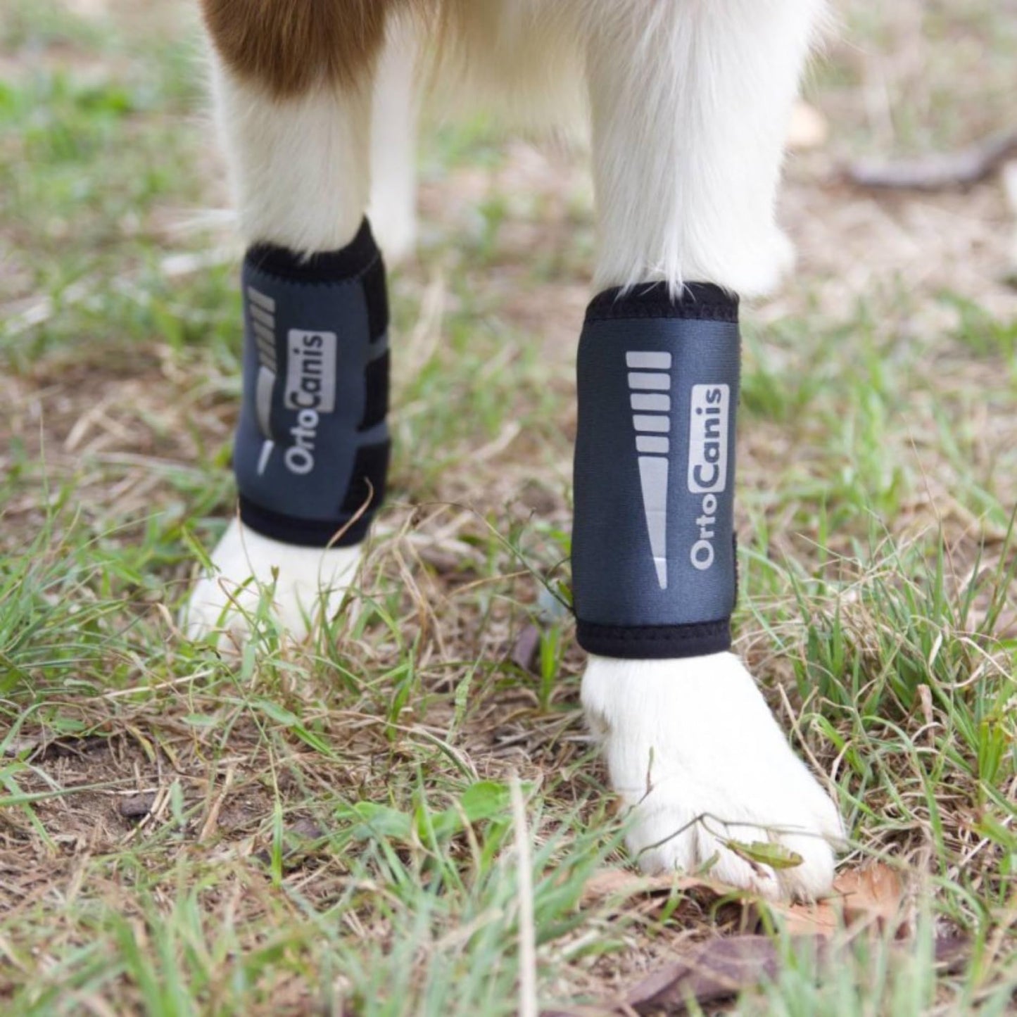 Ortocanis - Carpal Joint Brace for Dogs - Arthritis, ligament and tendon injuries or agility dogs - Made of Neoprene - Size M 14-16 cm