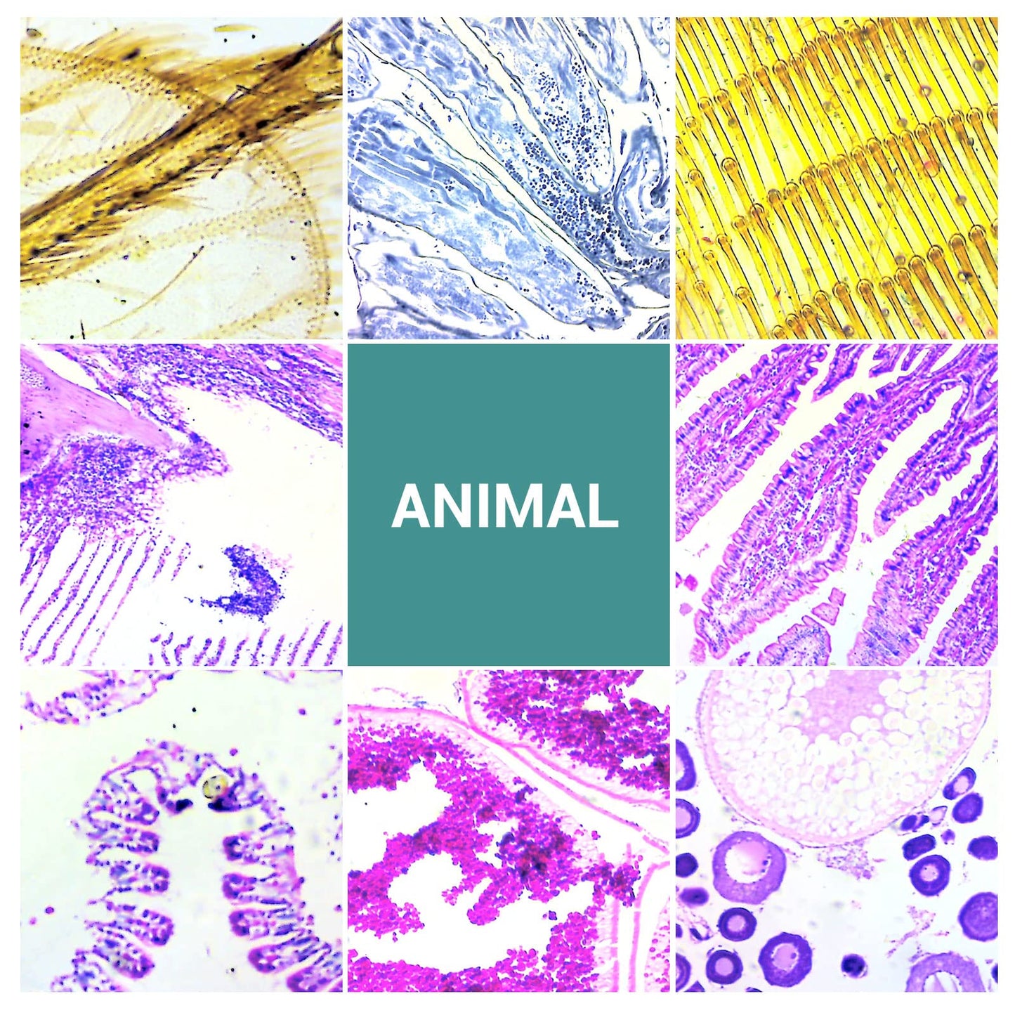 100 microscope slides specimens, microscope slides with biological samples, insects, plants, human cells for children, students, education, and scientific research.