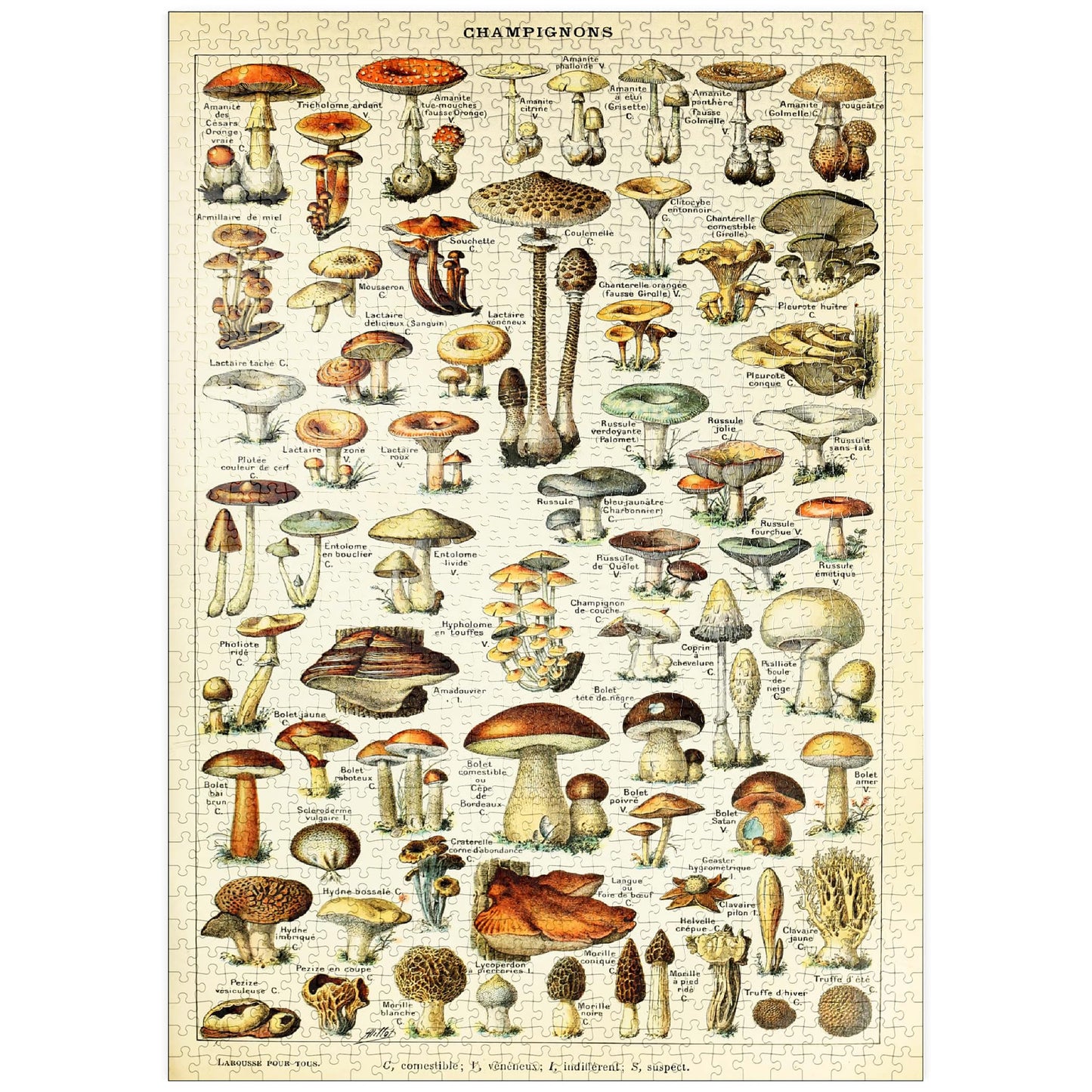MyPuzzle Mushrooms - Vintage Art Poster, Adolphe Millot - Premium 1000 Piece Puzzle - MyPuzzle Special Collection by Havana Puzzle Company.