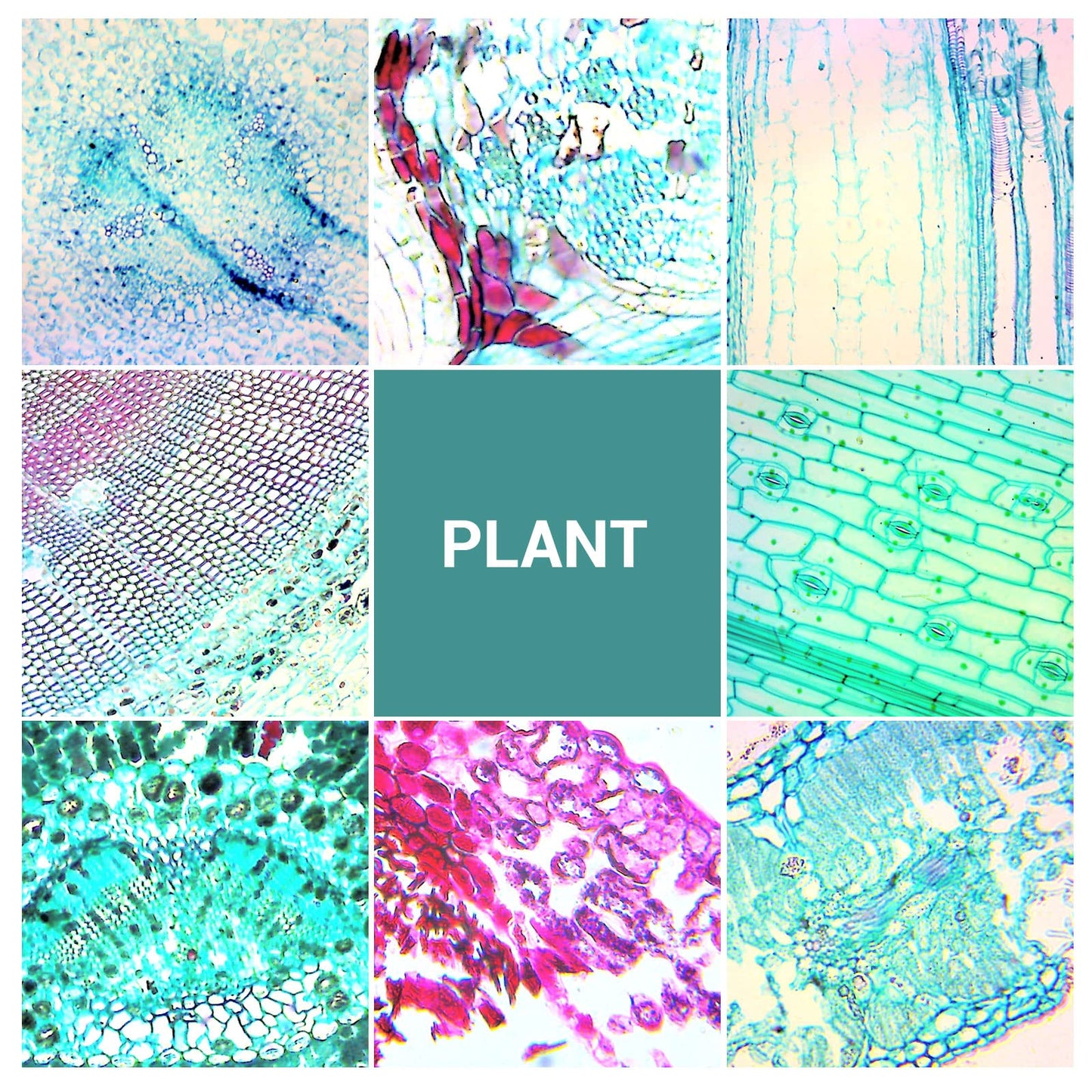 100 microscope slides specimens, microscope slides with biological samples, insects, plants, human cells for children, students, education, and scientific research.
