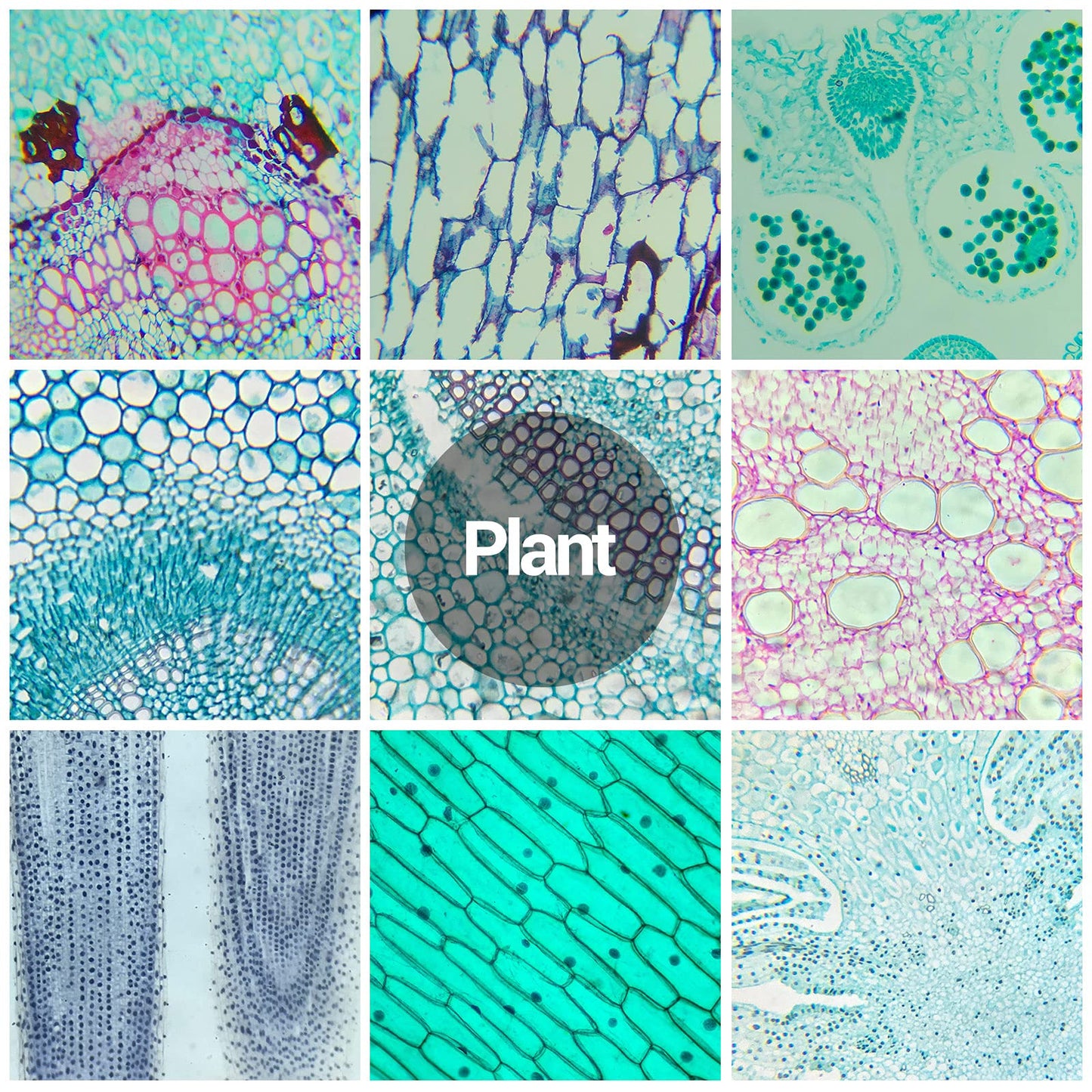 120 microscope slides with biological samples, insects, plants, and human cells for laboratory biology and science study.