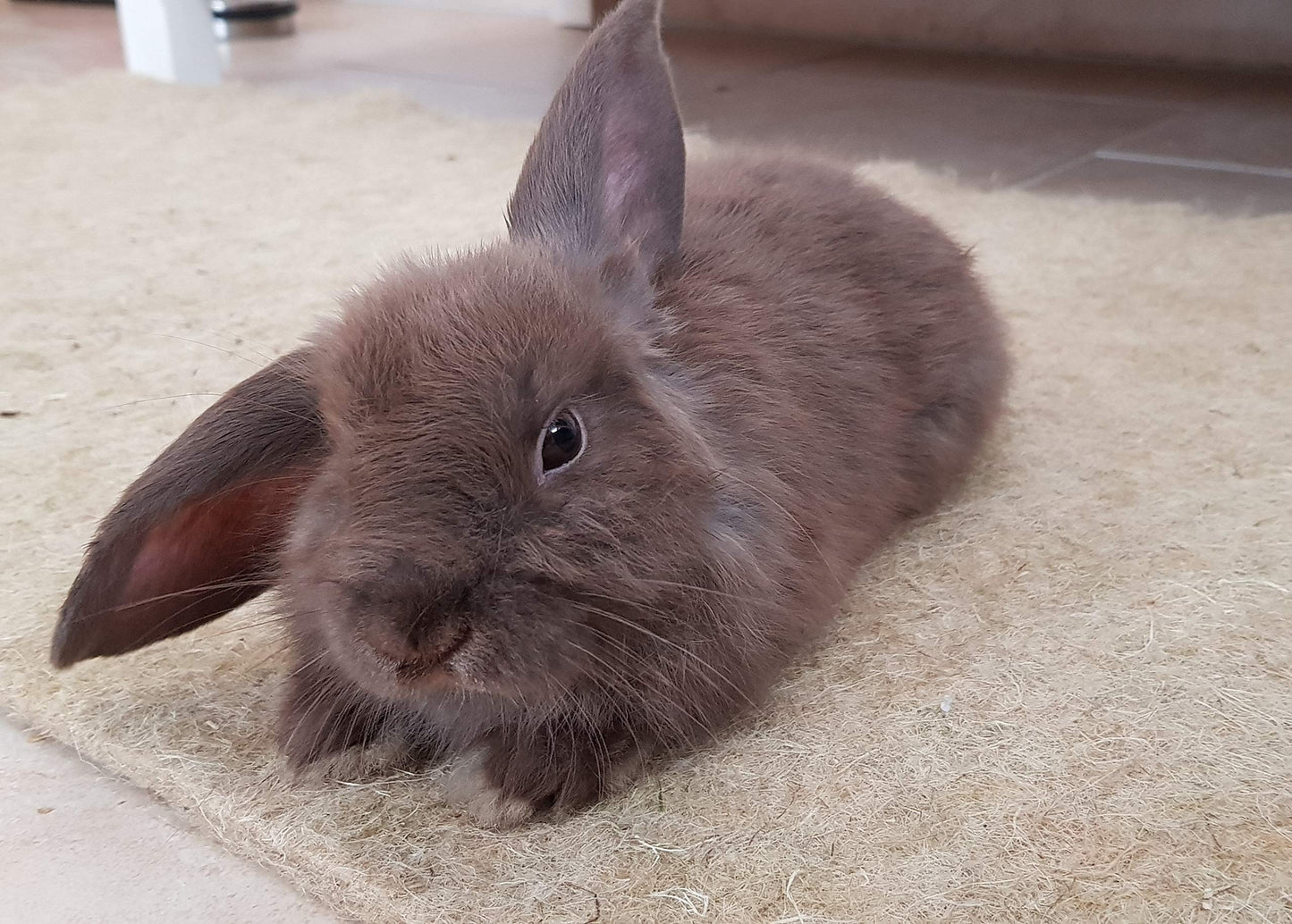 PemmiProducts Small Animal Carpet made of 100% hemp, sold by the meter, dimensions 0.40m x 25.00m x approx. 0.5cm thick, ideal for rabbits, guinea pigs, and other rodents.