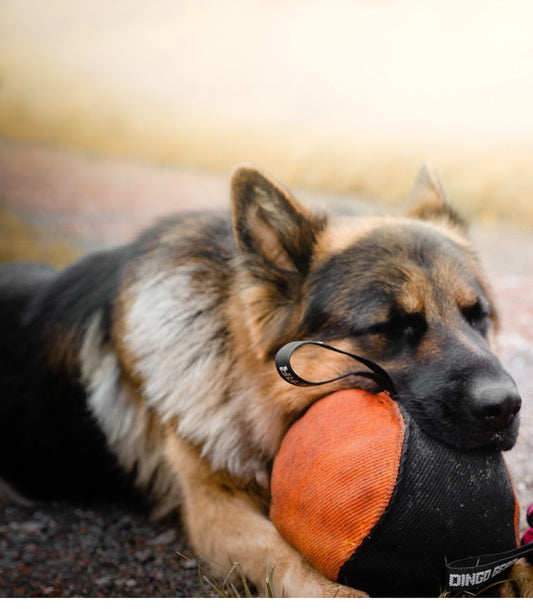 Dingo Gear Training Toy Ball 19 cm Black-Orange with Handle French Material Nylcott Training Game Fetch IGP Obedience S02800