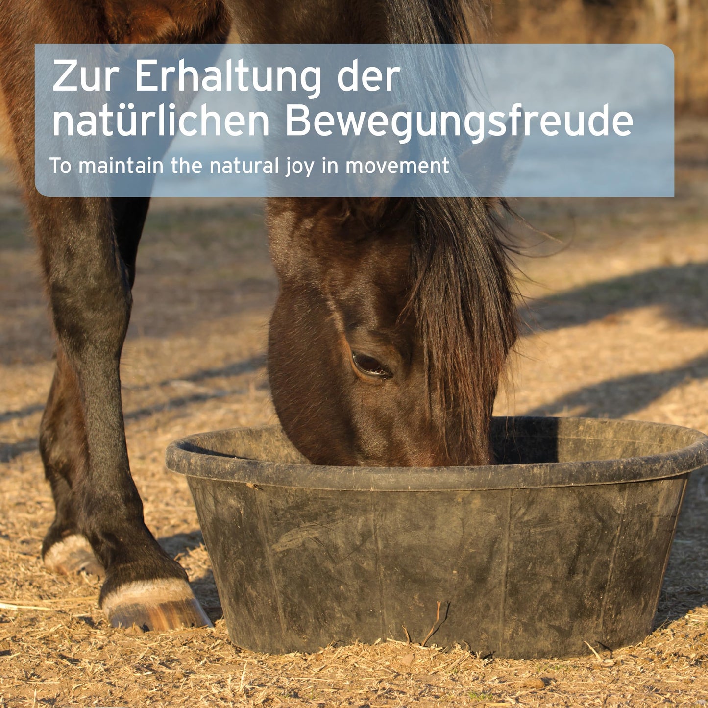 AniForte Mauke Formula for Horses 1kg - Natural skin & hoof care, supports metabolism & immune system, horse care for healthy skin & well-being.