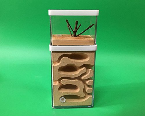 aleawol Natural Ant Farm Ant Nest Formicarium made of plaster Transparent Ant House Ant Breeding Box Ant Terrarium House Ant Farm Ant Nest Habitat