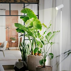 Rayofly LED Full Spectrum Plant Lamp, 20W White Grow Light for indoor plants, Adjustable height LED Grow Lamp with Timer 4/8/12H, Stand Grow Light for large plants or seeds.