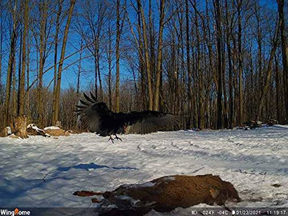 WingHome 630 wildlife camera, trail camera, deer hunting surveillance camera, accessory with Leica M6, 0.4s trigger time, farmer exploration-activated night vision, waterproof IP66.