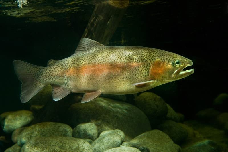 (Base price 2.10 euro/kg) - 25 kg trout feed Basic-Primo 6.0 mm - sinking.