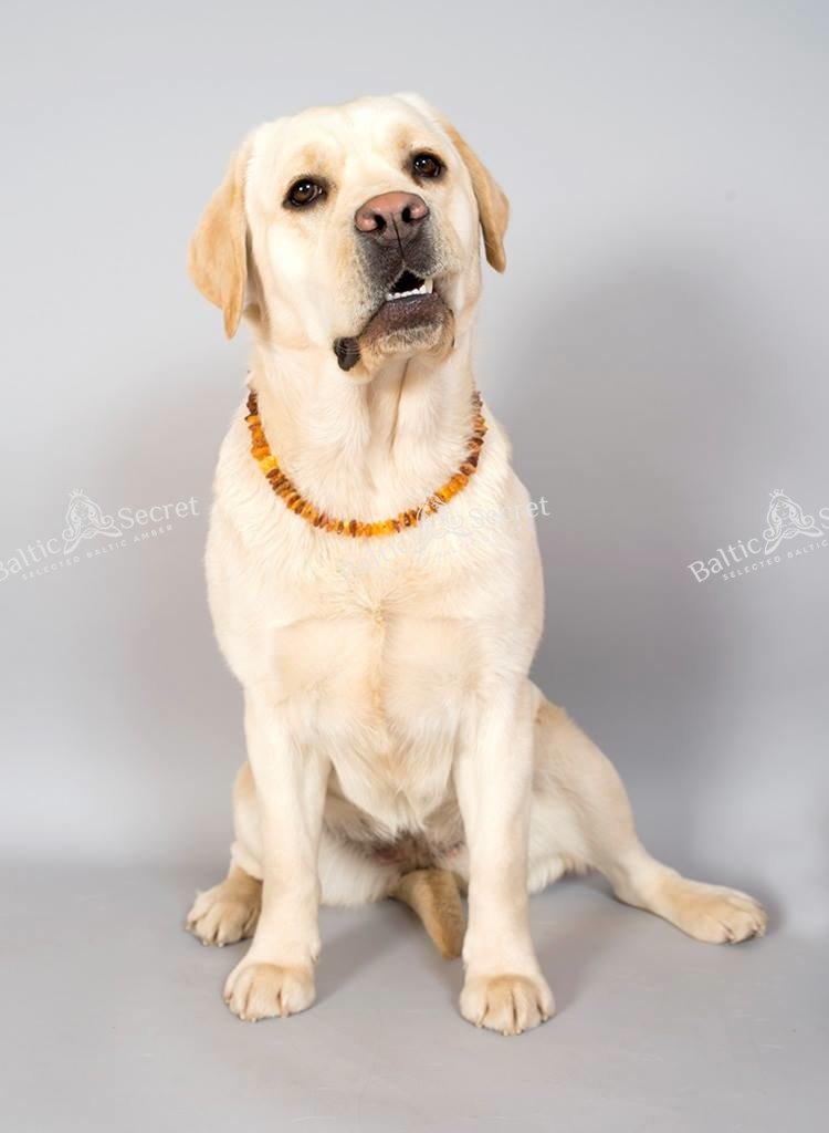 Amber Necklace Dog | Adjustable amber collar for dogs & cats with leather strap | Dog collar