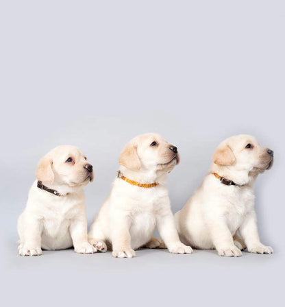Amber Necklace Dog | Adjustable amber collar for dogs & cats with leather strap | Dog collar