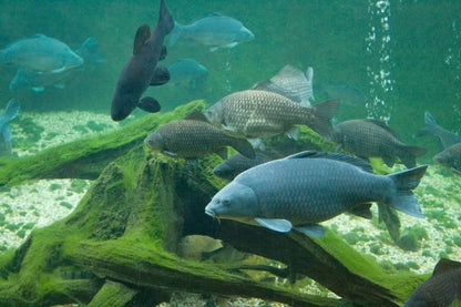 (Base price 2.24 Euro/kg) - 20 kg of Premium Carp Feed Primo Float - 4.5 mm - Carp floating - Carp pellets