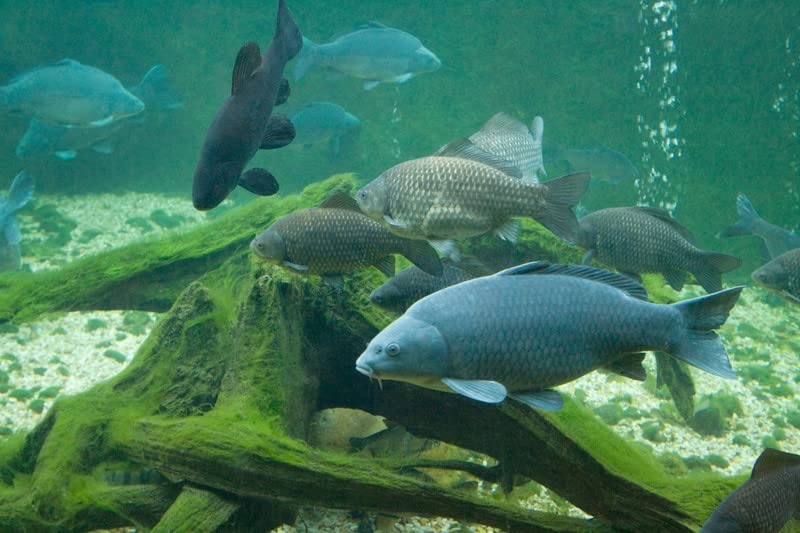 (Price per kg $2.05) - 30 kg Premium Carp Feed Primo Float - 6.0 mm - Carp floating - Carp pellets