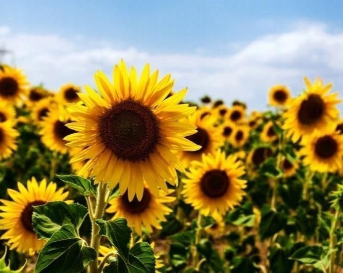 25 kg sunflower kernels peeled scatter feed bird feed birds wild birds (25KG, 25000, grams)