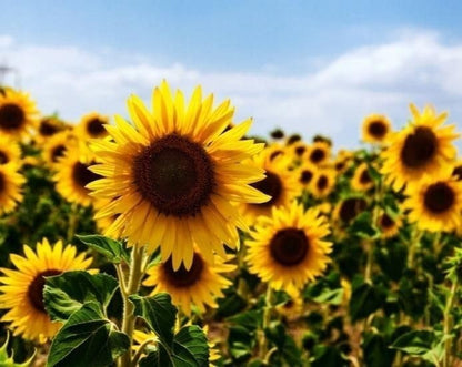 25 kg sunflower kernels peeled scatter feed bird feed birds wild birds (25KG, 25000, grams)