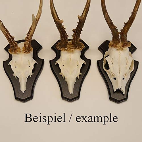 10 pieces of deer antler plaque trophy mounts with 1 jaw compartment in dark oak.