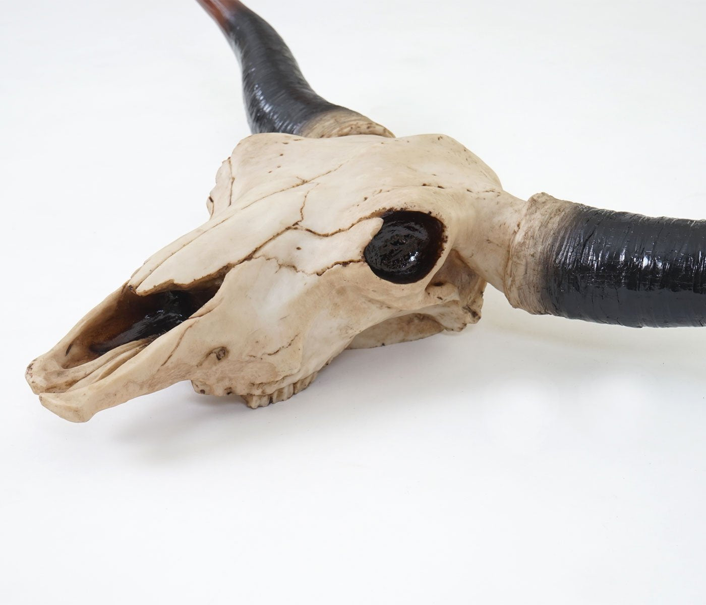 Mendler Decor Skull 75cm HWC-A14, Polyresin Bull Longhorn Head Trophy, Indoor/Outdoor Natural