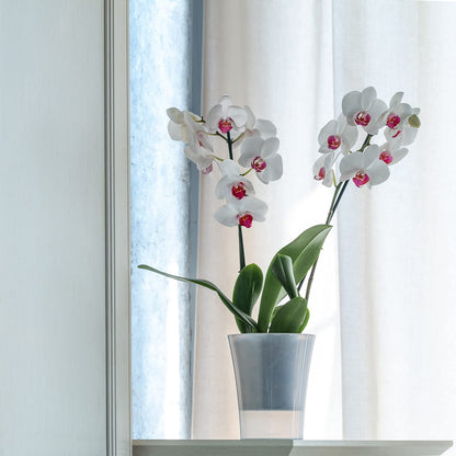 Santino 6-pack Orchid Pot Transparent with self-watering wick system - D 15 cm - Transparent - 2 L
