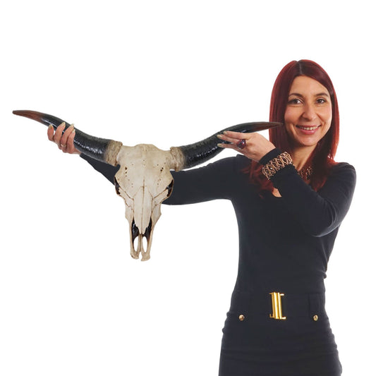 Mendler Decor Skull 75cm HWC-A14, Polyresin Bull Longhorn Head Trophy, Indoor/Outdoor Natural