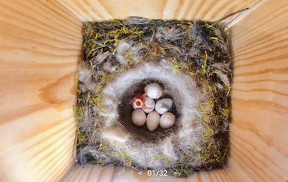 High-quality nesting box with camera | Live stream | PEFC® certified solid wood | Breeding box | Camera birdhouse with 3m power cable | Gift idea for the garden.