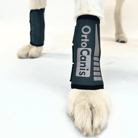 Ortocanis - Carpal Joint Brace for Dogs - Arthritis, ligament and tendon injuries or agility dogs - Made of neoprene material - Size XXS 5-8 cm.