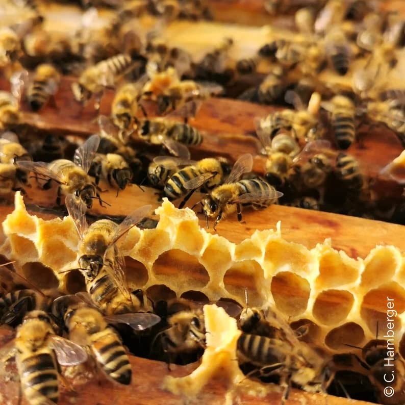 Woodflame Beeswax Pellets, German quality, 450g, 100% natural beeswax, Perfect for cosmetics, beeswax wraps, soap, wood polish, and candle making.