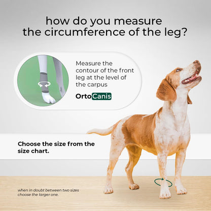 Ortocanis - Carpal Joint Brace for Dogs - Arthritis, ligament and tendon injuries or agility dogs - Made of Neoprene - Size M 14-16 cm