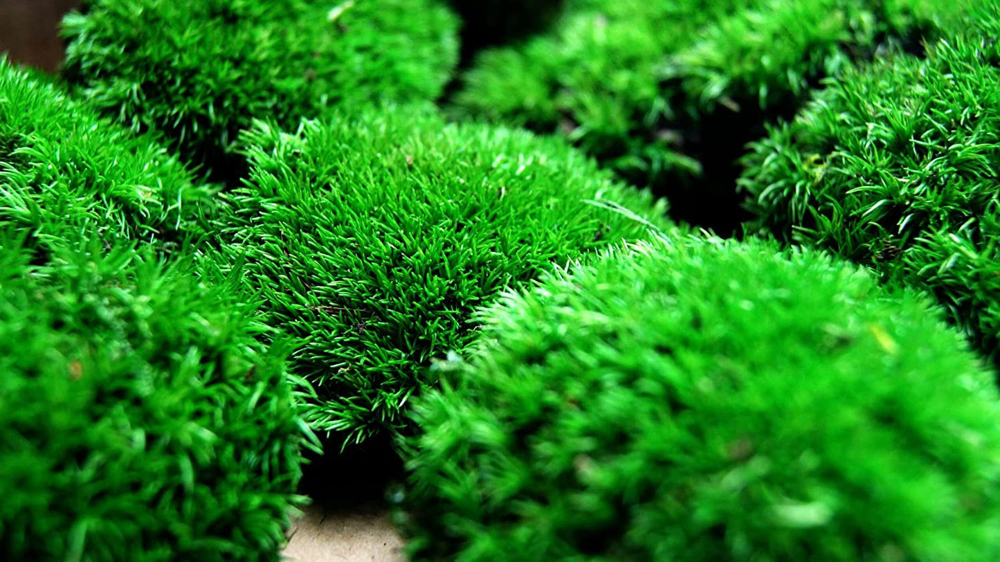 Hello Moss Preserved Moss by weight - Moss Decor For You - Preserved Ball Moss For Your Home - Create Moss Art - Suitable for Moss Terrariums and Forests in Glass.