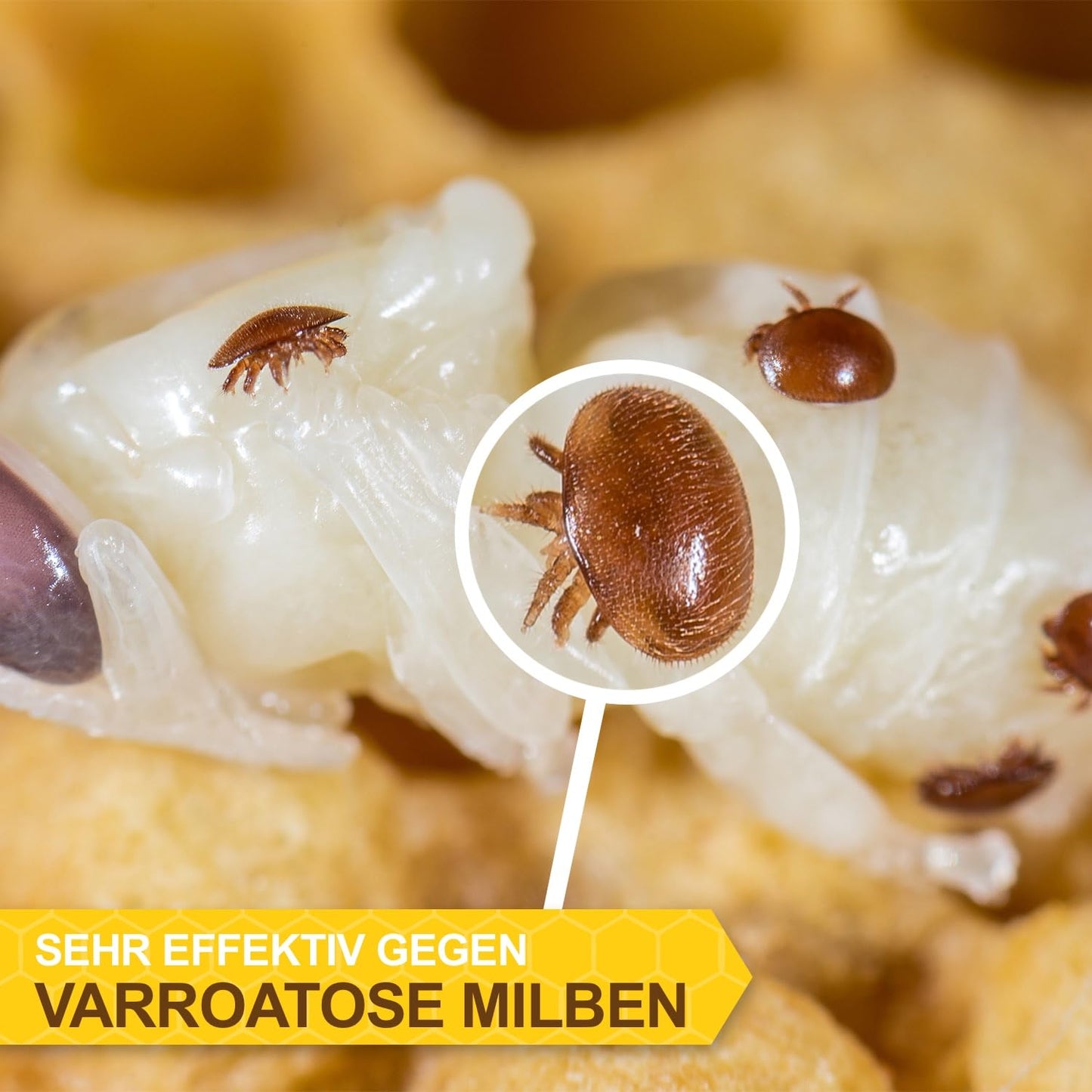 APIFORMES Set: Formic acid 60 for bees 1 l from Serumwerk Bernburg Dosage syringe - Varroa treatment - Beekeeping supplies - Apiary supplies - Animal supplies